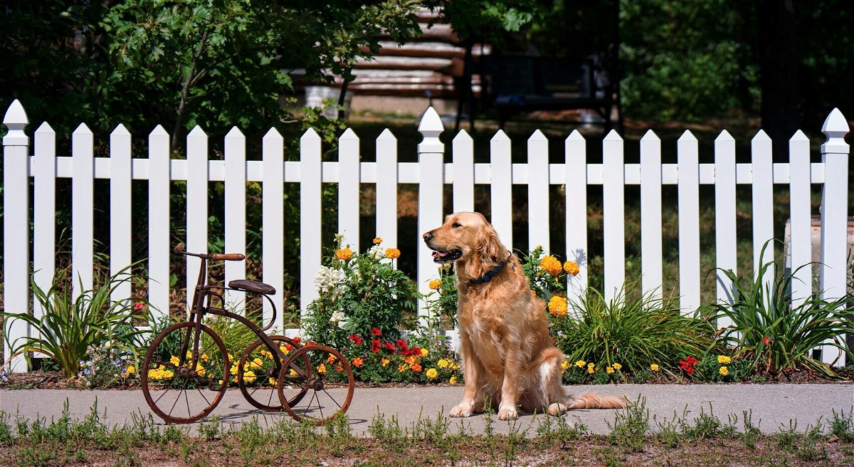 Quick and Easy Dog Fence Ideas