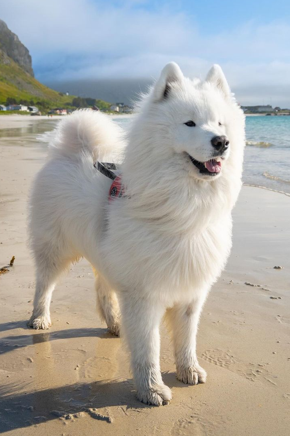 Samoyed on a beach front