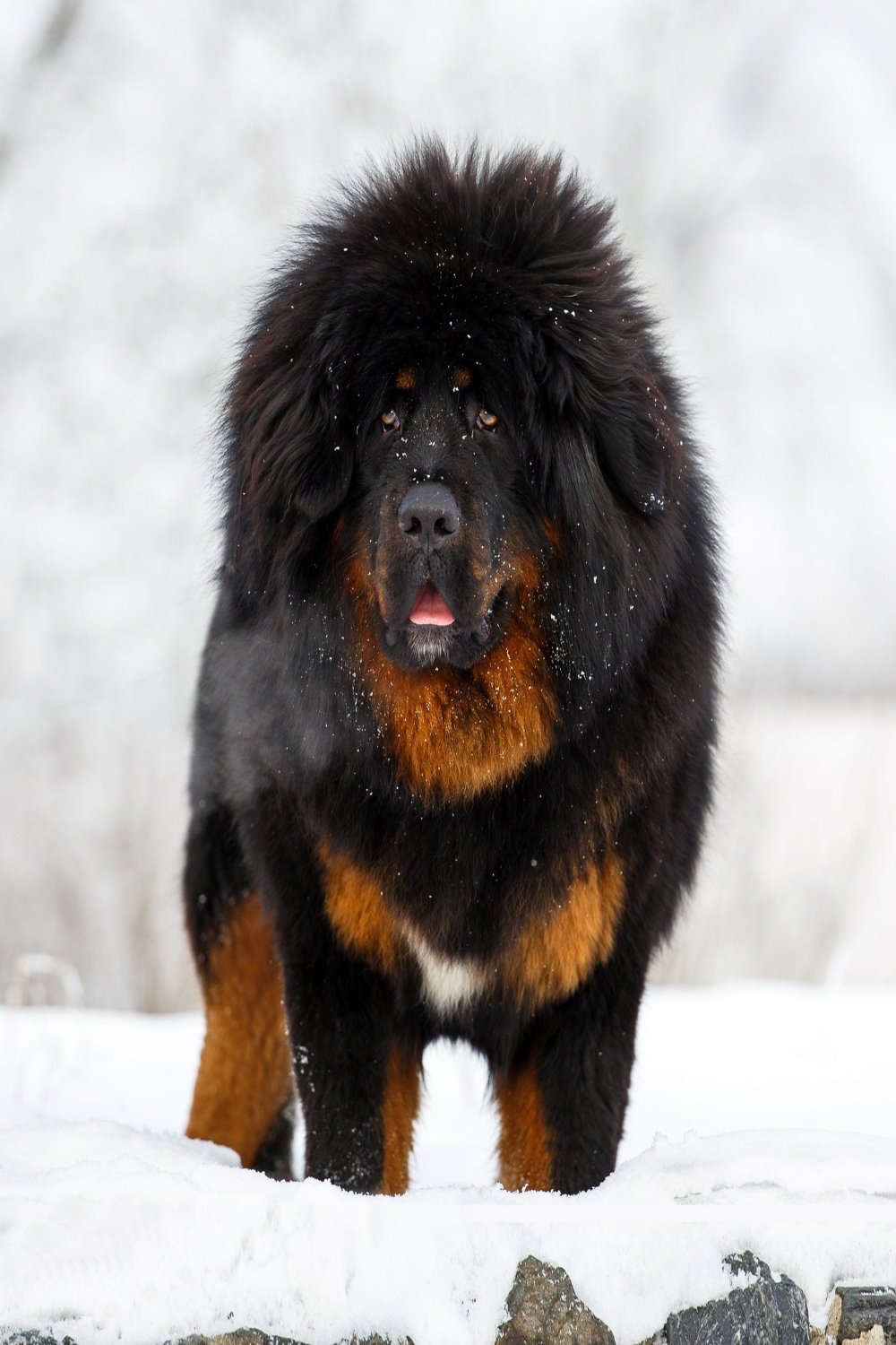 Tibetan Mastiff Dog Breed Info