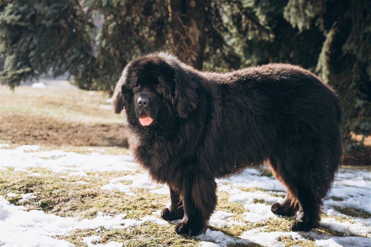 Tibetan Mastiff Dog Breed Info