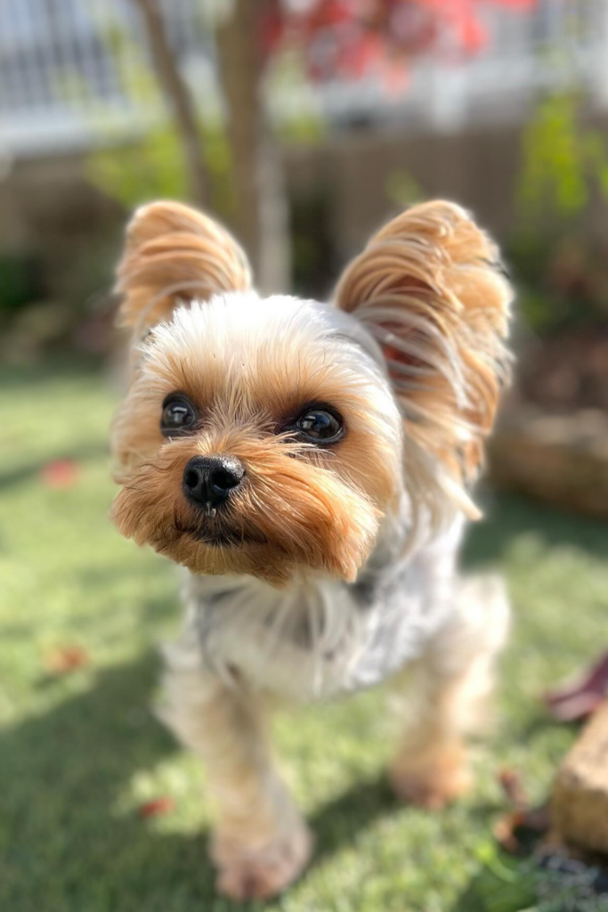 Yorkshire Terrier Haircuts