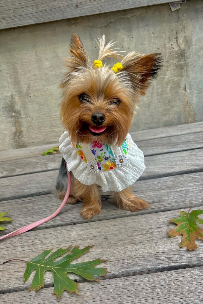 Yorkshire Terrier Haircuts That Will Turn Heads