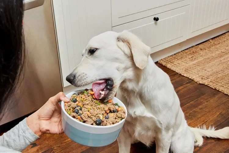 15 Vet-Approved Homemade Dog Food Recipes