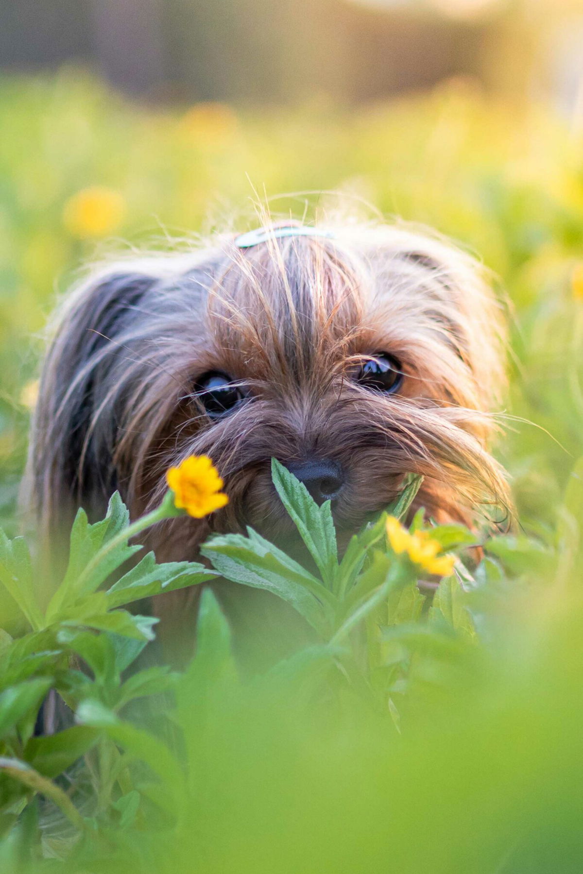 25 Fluffy Dog Breeds Of All Sizes For Cuddle Lovers