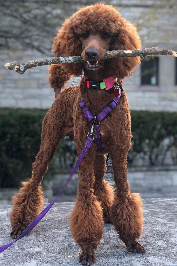 A standard poodle standing on a leash. The poodle has a medium length, curly brown coat that is groomed in a bikini cut.