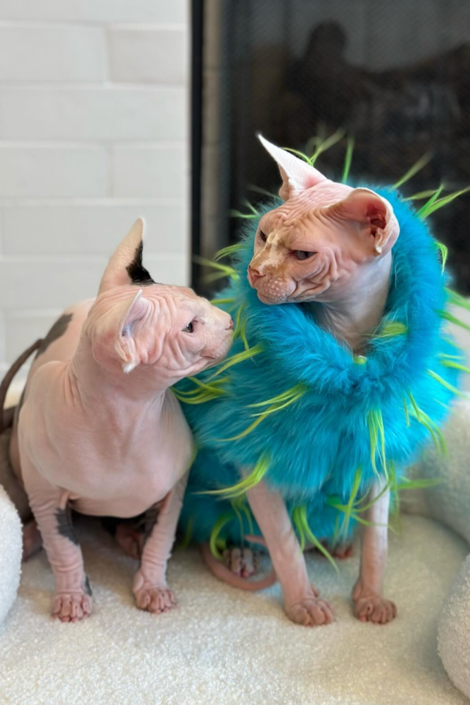 Two Sphynx cats, one wearing a blue and green sweater and the other without a sweater, sit side-by-side on a cozy bed