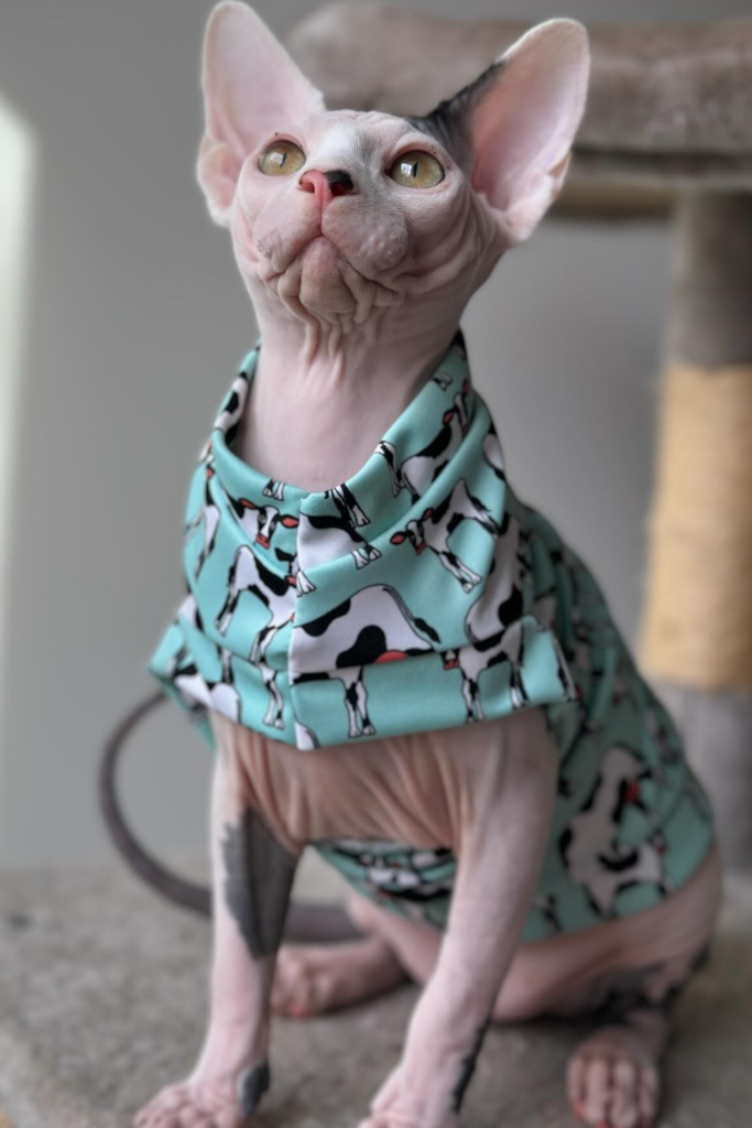 A Sphynx cat wearing a shirt with a black and white cow pattern