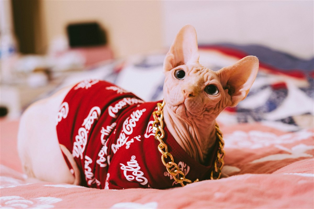 All You Need to Know About Sphynx Cats