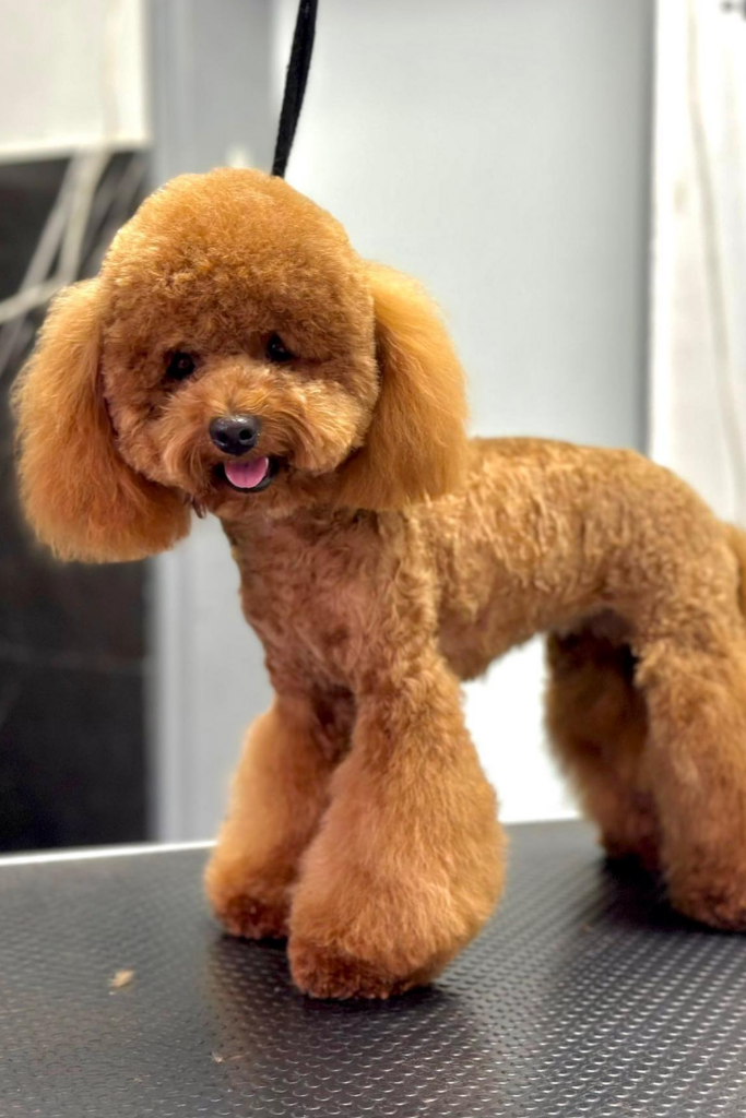Brown Poodle dog with a Teddy Bear inspired Haircut