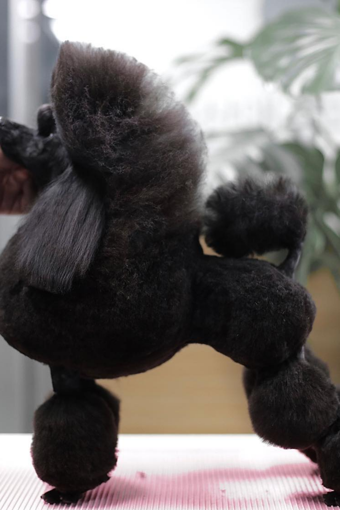 Black Poodle with an english saddle haircut