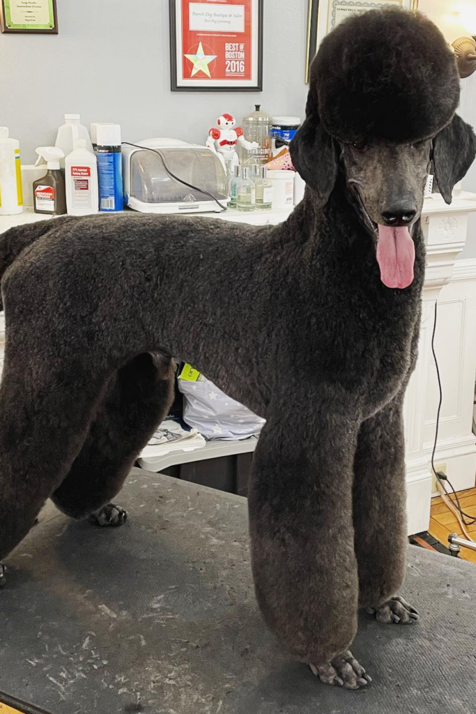 Black Standard Poodle Dog With an Attractive Haircut