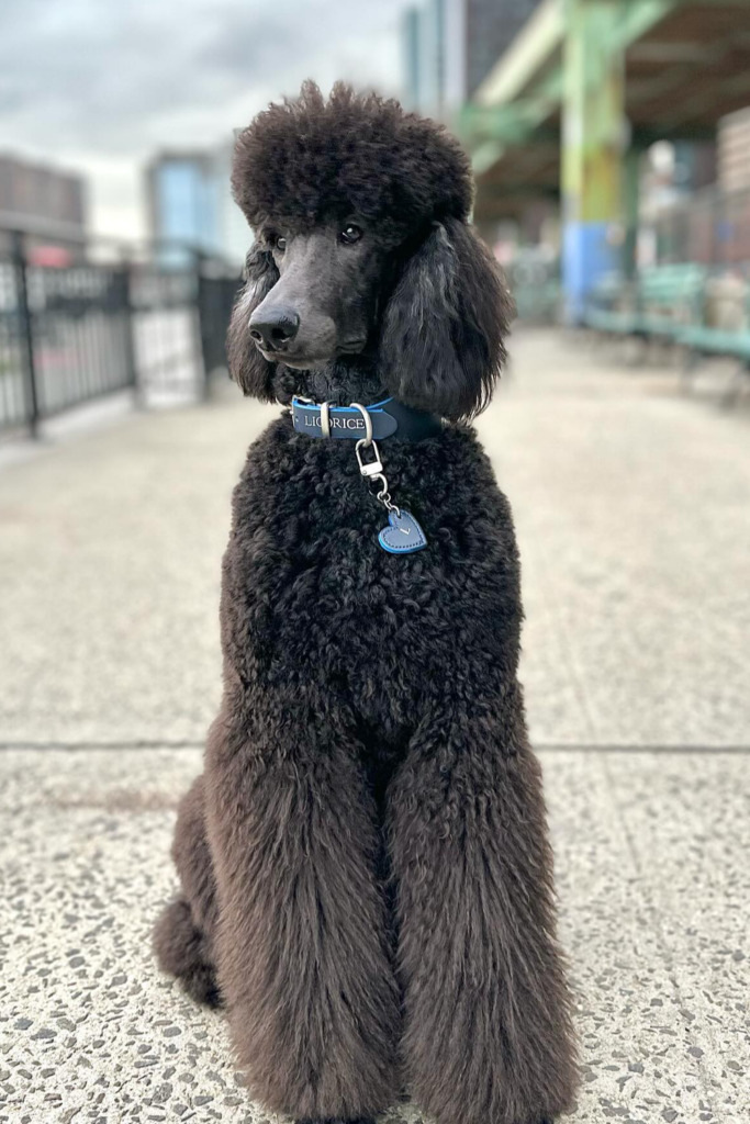 Black Standard Poodle with a Lamb inspired Haircut