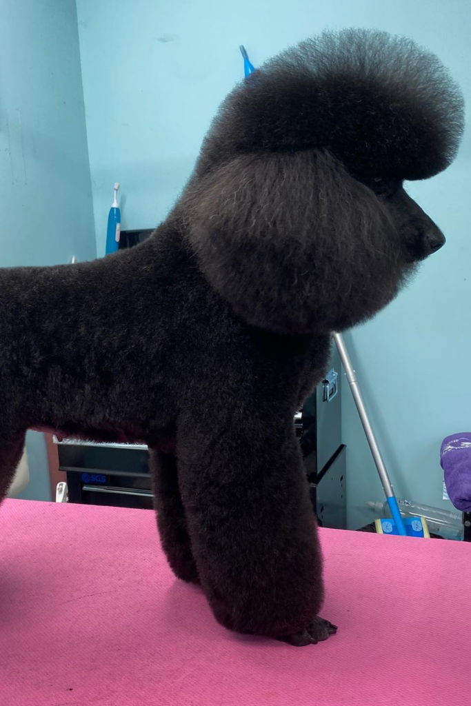 Black standard Poodle dog with a sporting haircut
