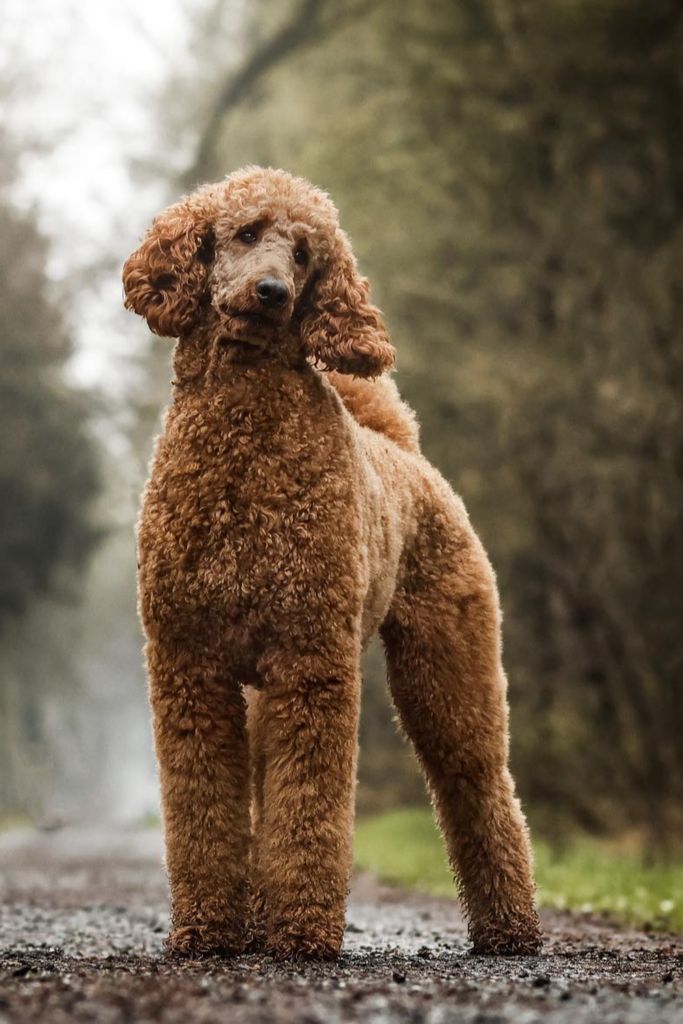 Brown curly poodle with a short puppy cut
