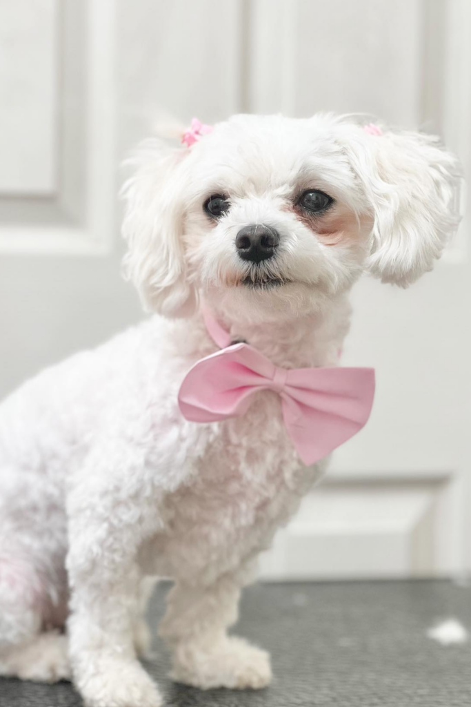 Cleanly trimmed white Maltipoo dog wearing a bowtie