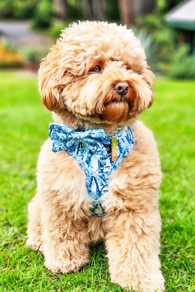 Cute Maltipoo dog with a textured coat