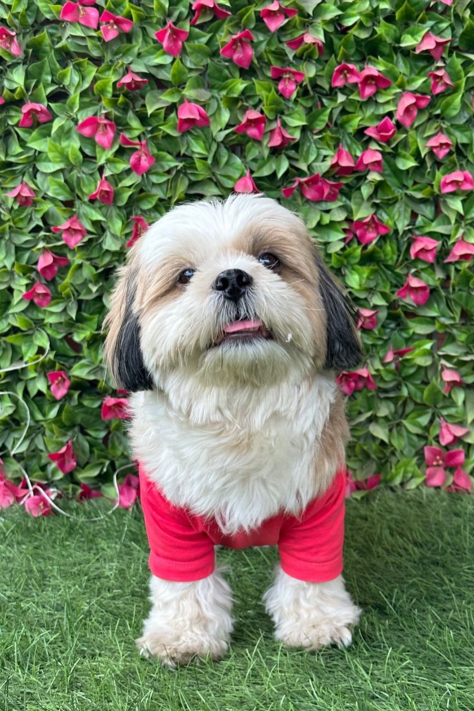 A Shih Tzu wearing a red shirt stands in front of a wall of pink flowers.