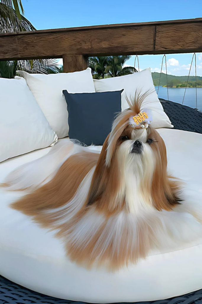 Cute Shih Tzu with long and flowing coat