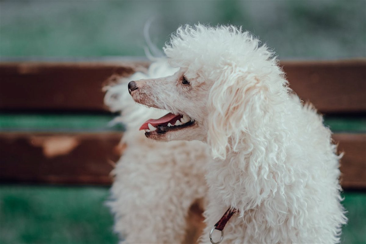 Dog Grooming Styles for Poodles
