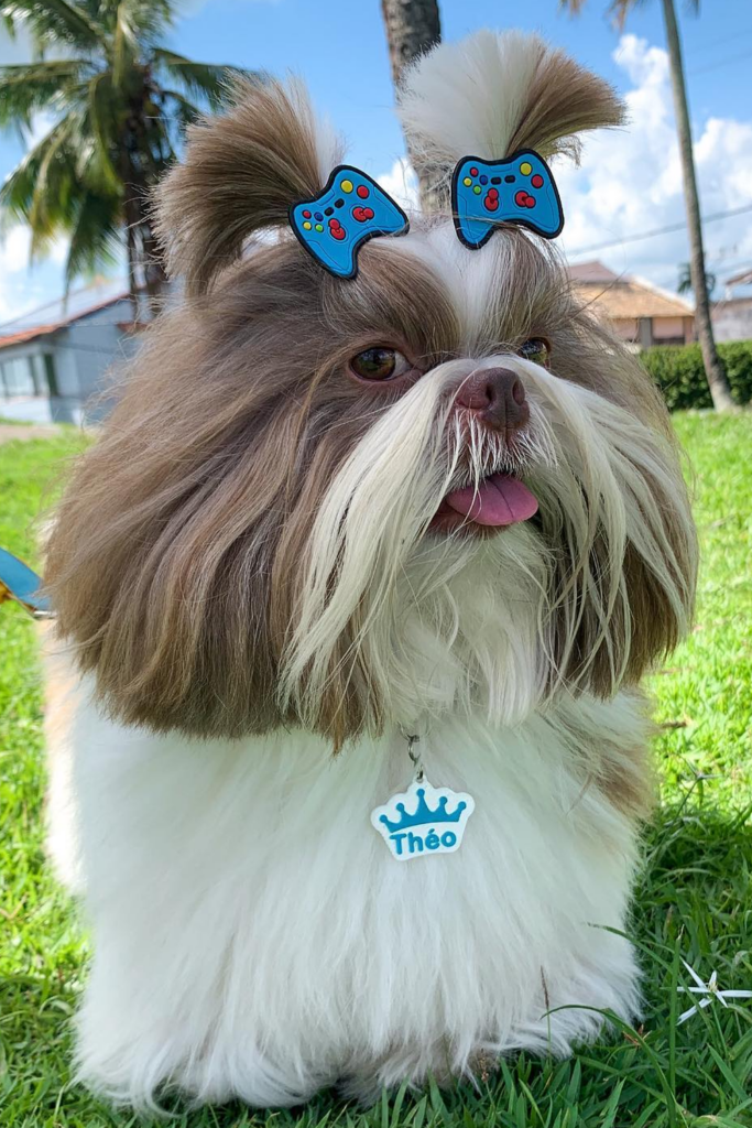 Dog Grooming Styles for Shih Tzu