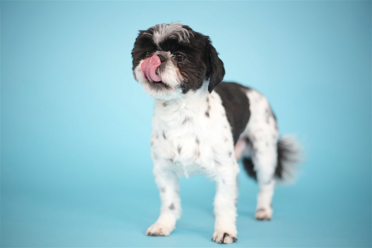 Dog Grooming Styles for Shih Tzus
