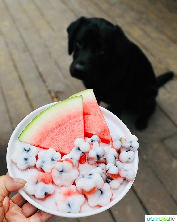 A person holding a plate of watermelon and blueberry frozen yogurt treats in front of a black Labrador Retriever.