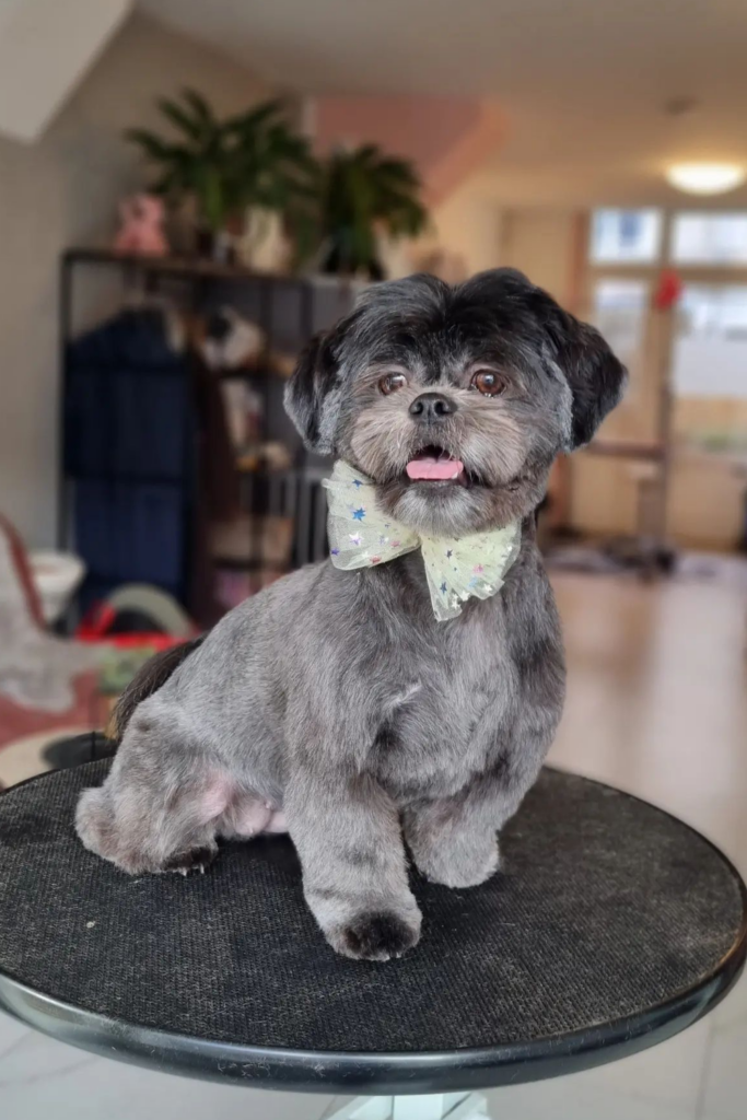 Groomed Shih Tzu with a Lion Hair Cut