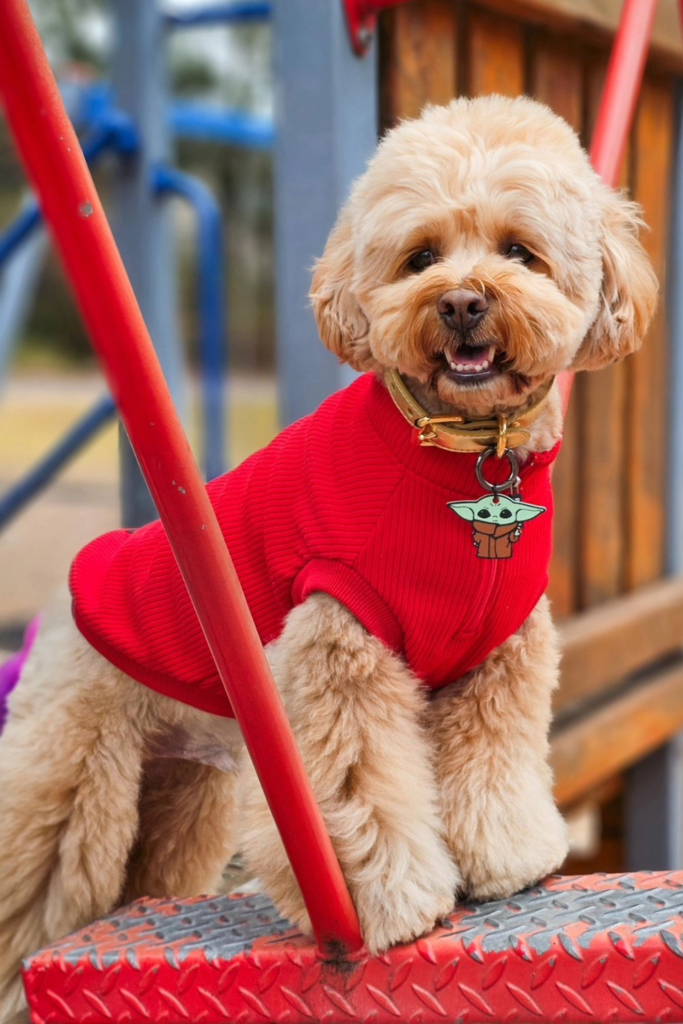 Maltipoo dog with a red sweater and a lamb-inspired hairstyle