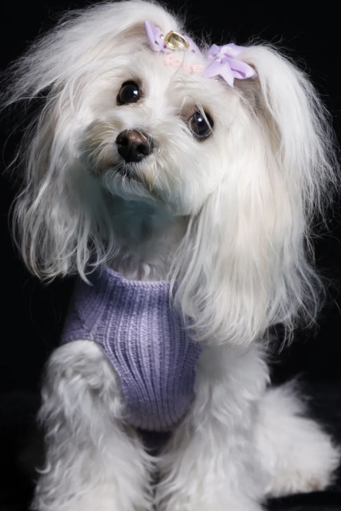 Maltipoo dog with long and fluffy hair