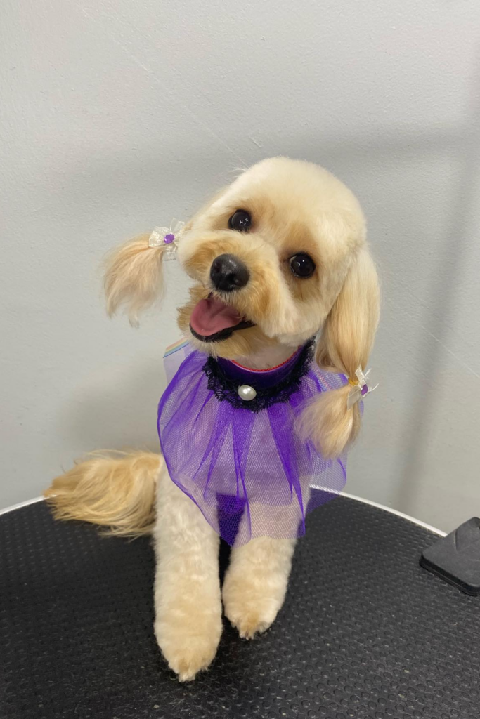 Maltipoo dog with Pigtail grooming style