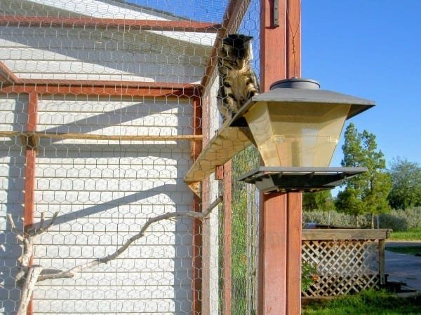 Beautiful DIY Outdoor Cat Enclosure