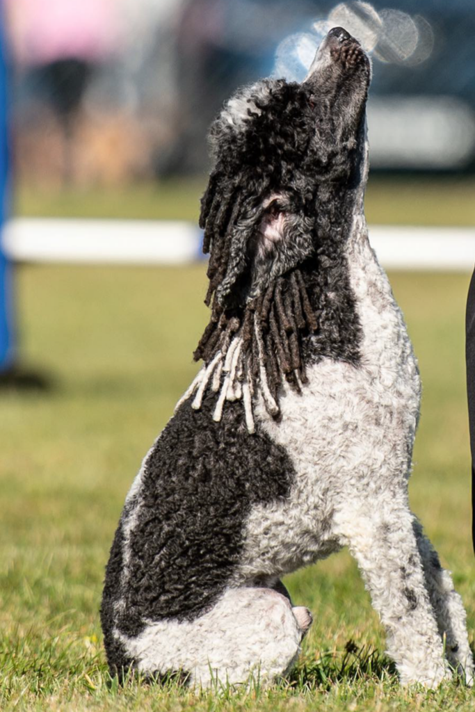 Parti colored Poodle dog with corded hair
