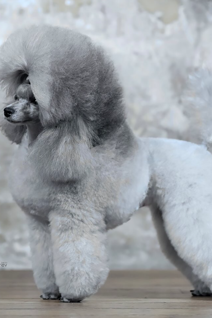 Poodle with a lion-inspired Cut