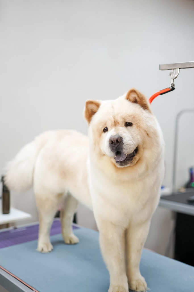 Sheared Chow Chow on a grooming table