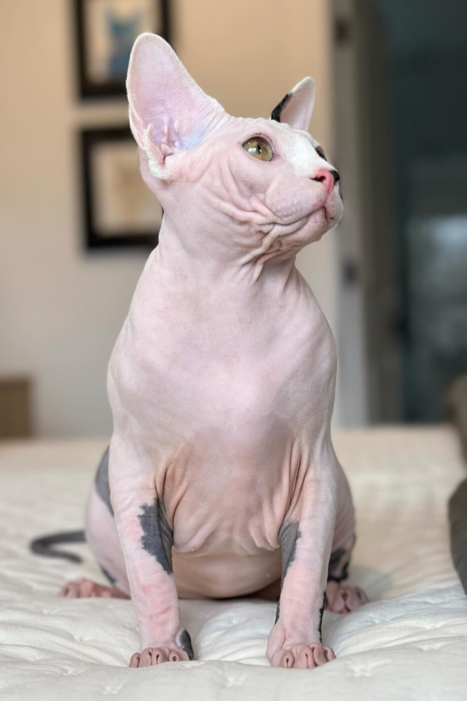 A Sphynx cat sitting on a white bed, looking up at the camera.