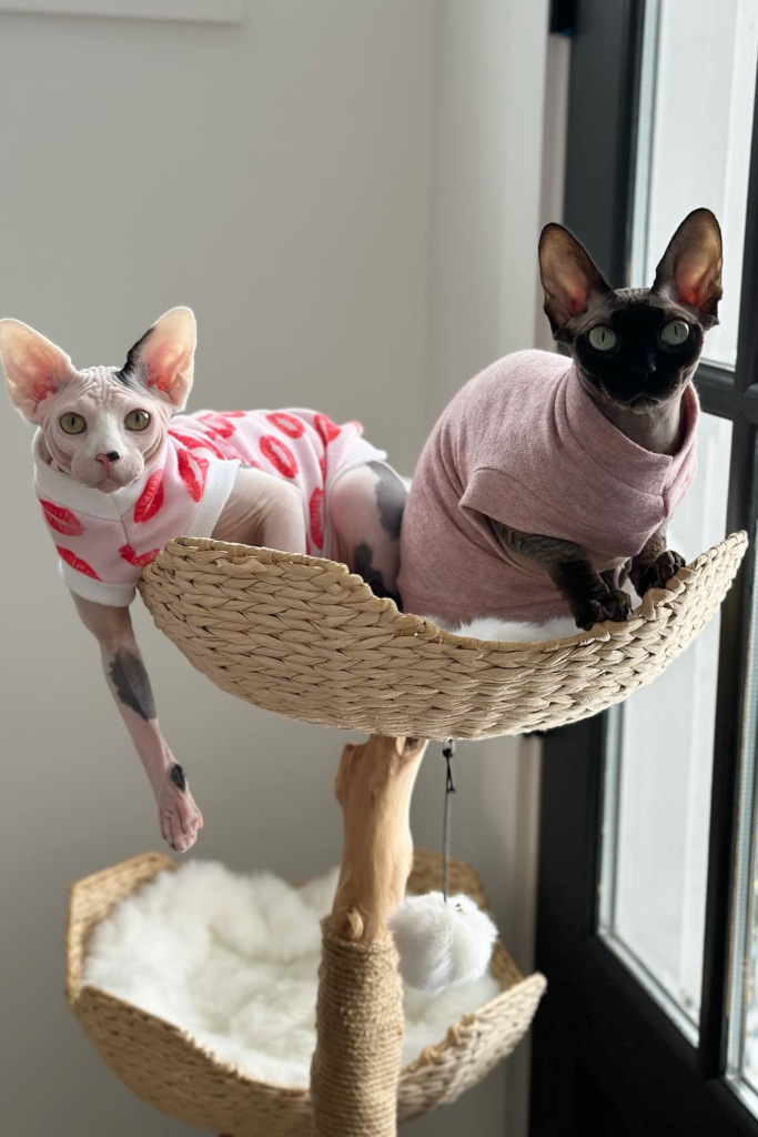 All You Need to Know About Sphynx Cats