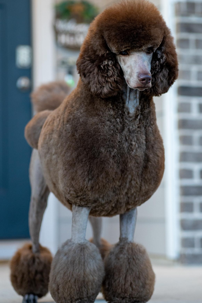 Standard Poodle with a Continental Haircut