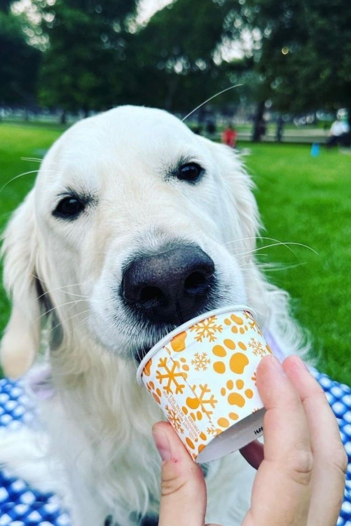 Store-bought dog Ice cream