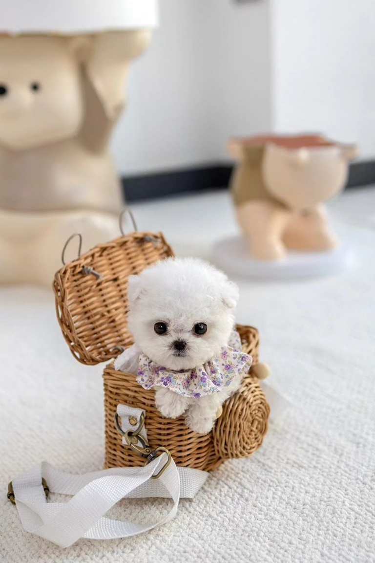 15 Most Popular Micro Teacup Puppies You'll Love