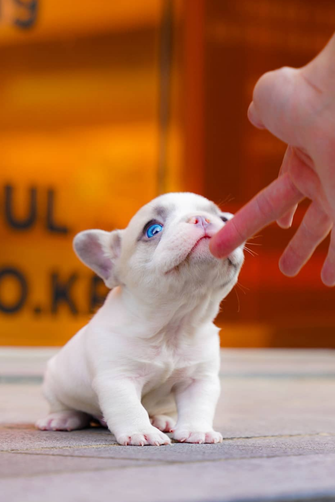 15 Most Popular Micro Teacup Puppies