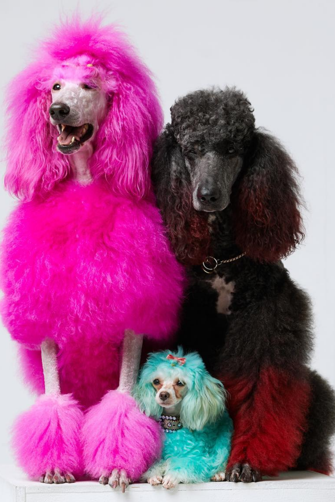 Three Poodle dogs with creative haircuts featuring temporary dog-safe colors