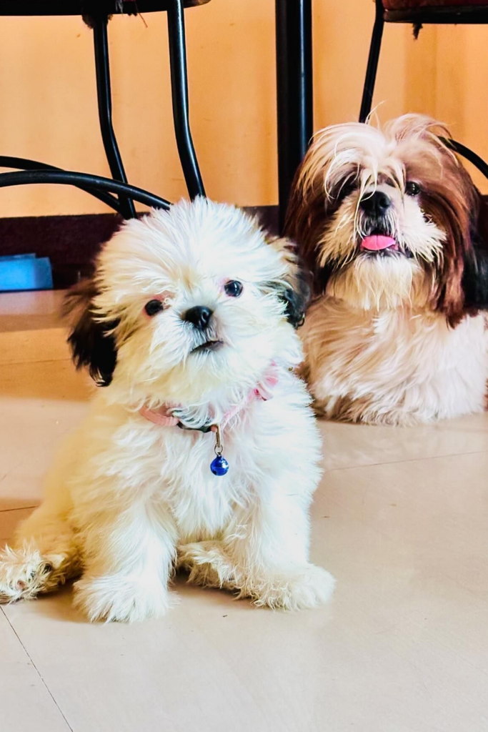 Two Shih Tzu dogs with uncombed hair