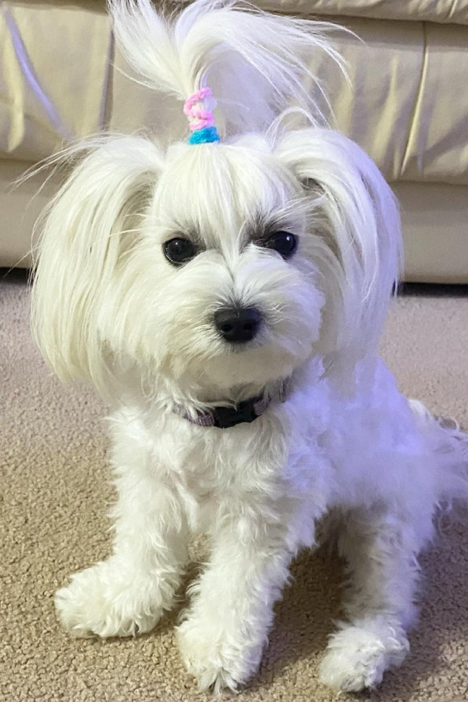 White Maltipoo dog with a Pony hair style