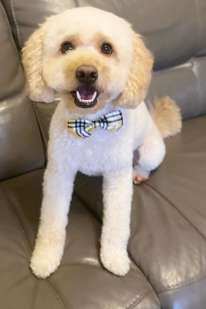 White Maltipoo dog with a kennel cut, wearing a bow tie.