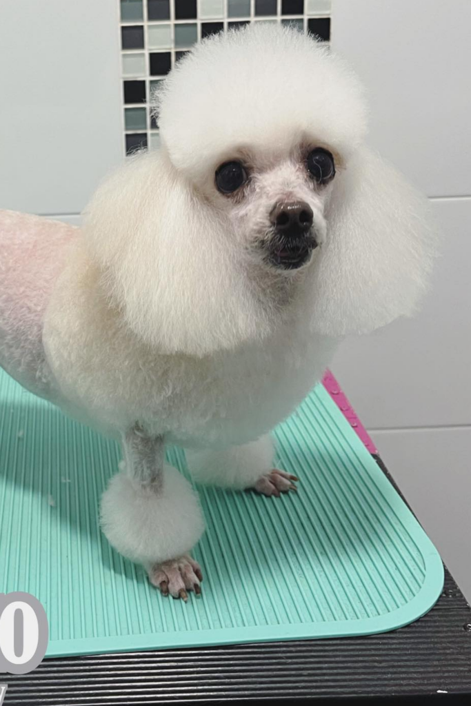 White Maltipoo dog with a modified continental Haircut