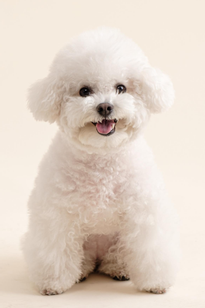 White Maltipoo hybrid dog with a teddy bear haircut