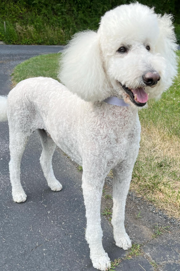 White Poodle dog with a summer haircut