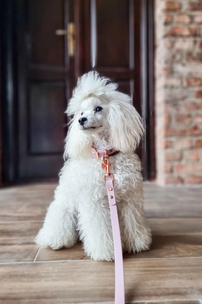 White Poodle with a fluffy coat