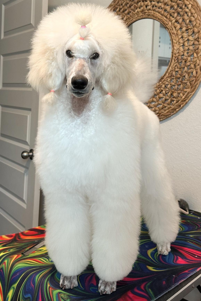 White Poodle with a neat haircut