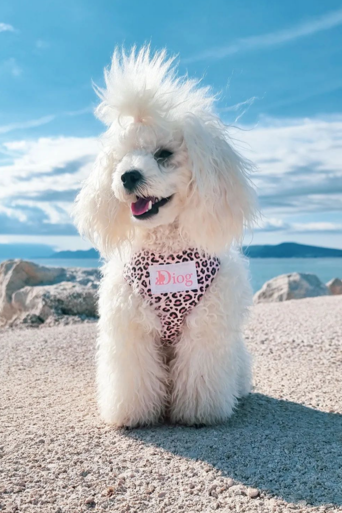 White Toy Poodle dog with a Ponytail